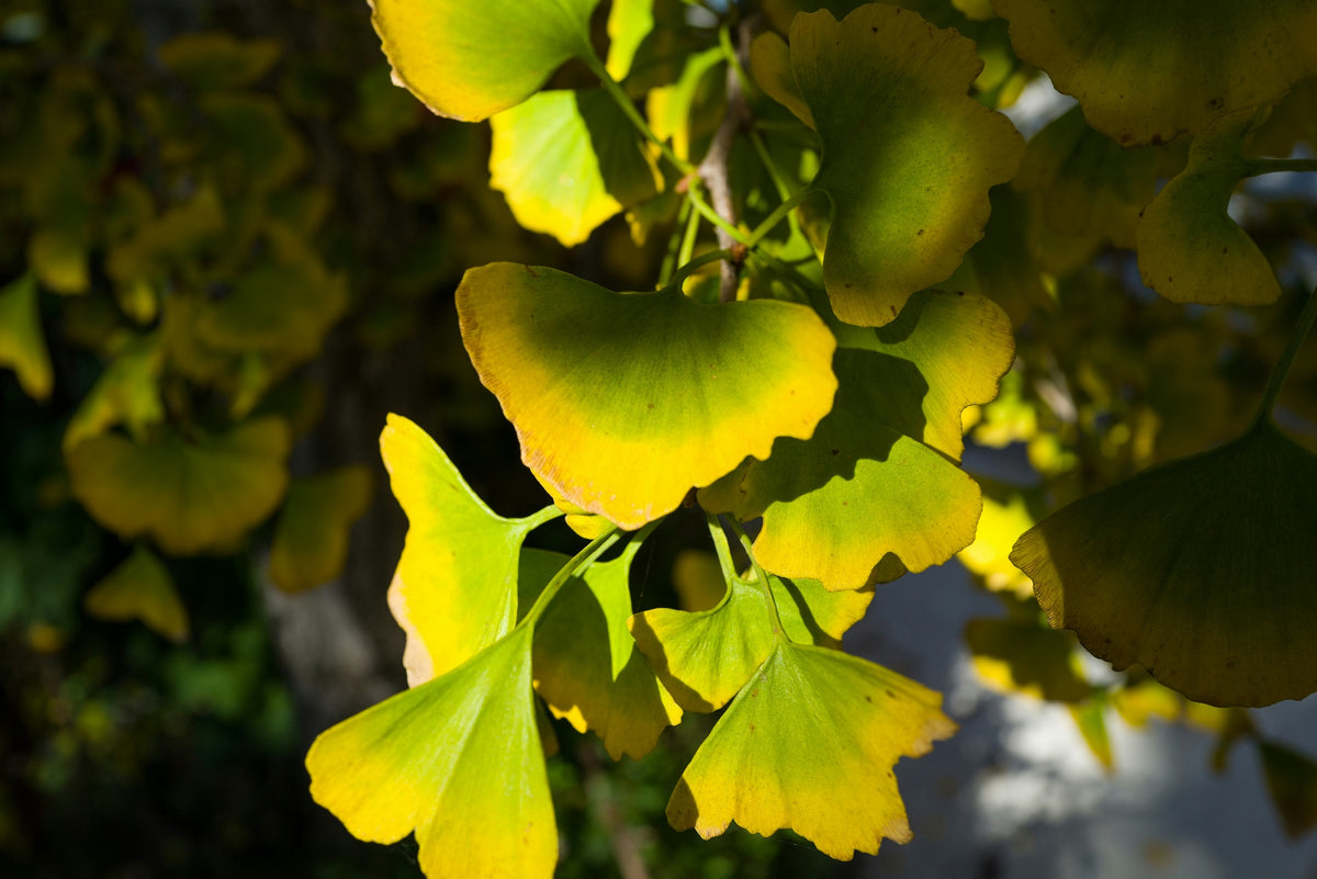 Ginkgo Biloba and its benefits for overall health Vitamins and Supplements Online Canada