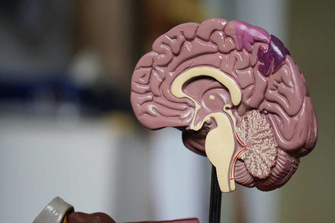 5 Natural ingredients that improve brain health