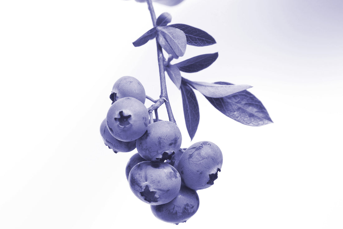 Acai Berry for Heart Health