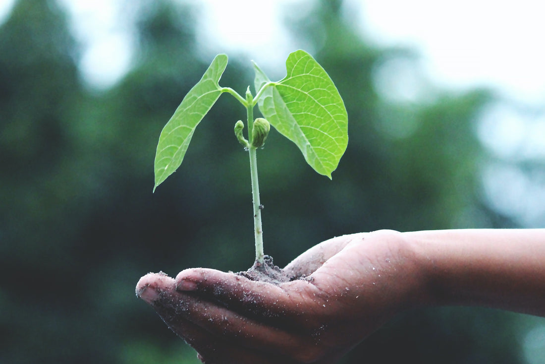 Advantages of Plant-Based Supplements