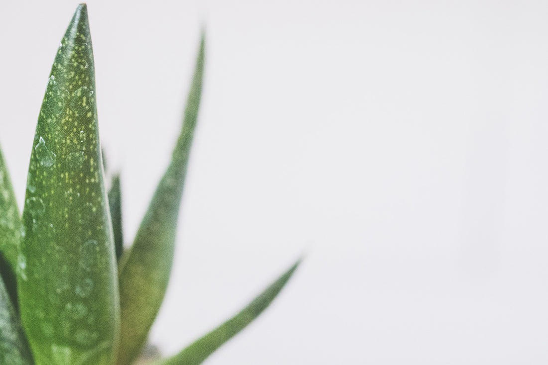 Aloe Vera Tablets for Acid Reflux