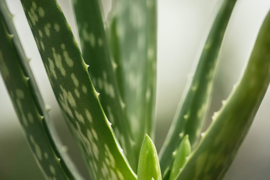 Aloe Vera Tablets for Constipation
