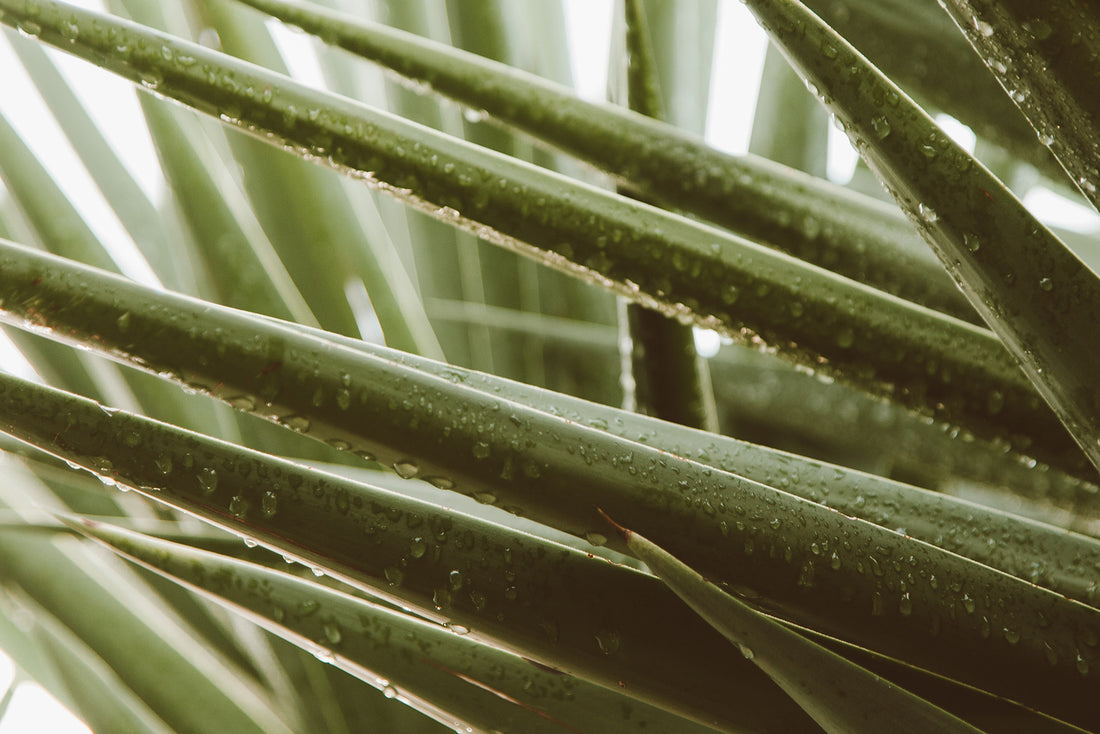 Aloe Vera Tablets for Weight Loss