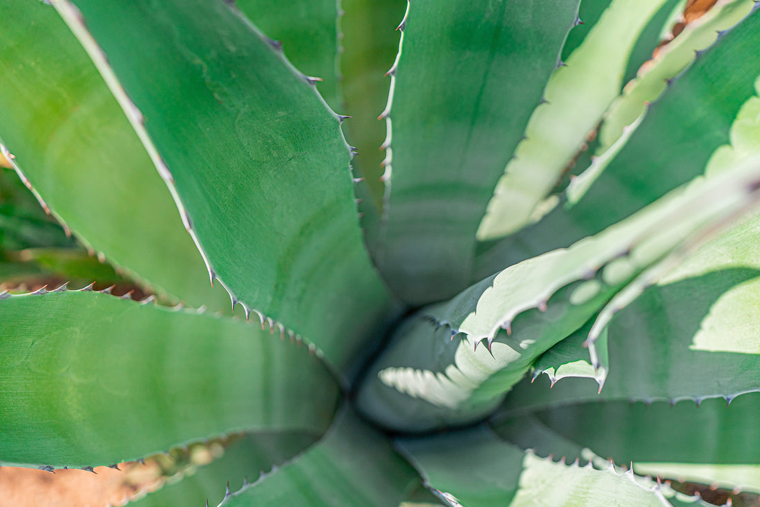 Aloe Vera for Scalp Dandruff and Hair Care