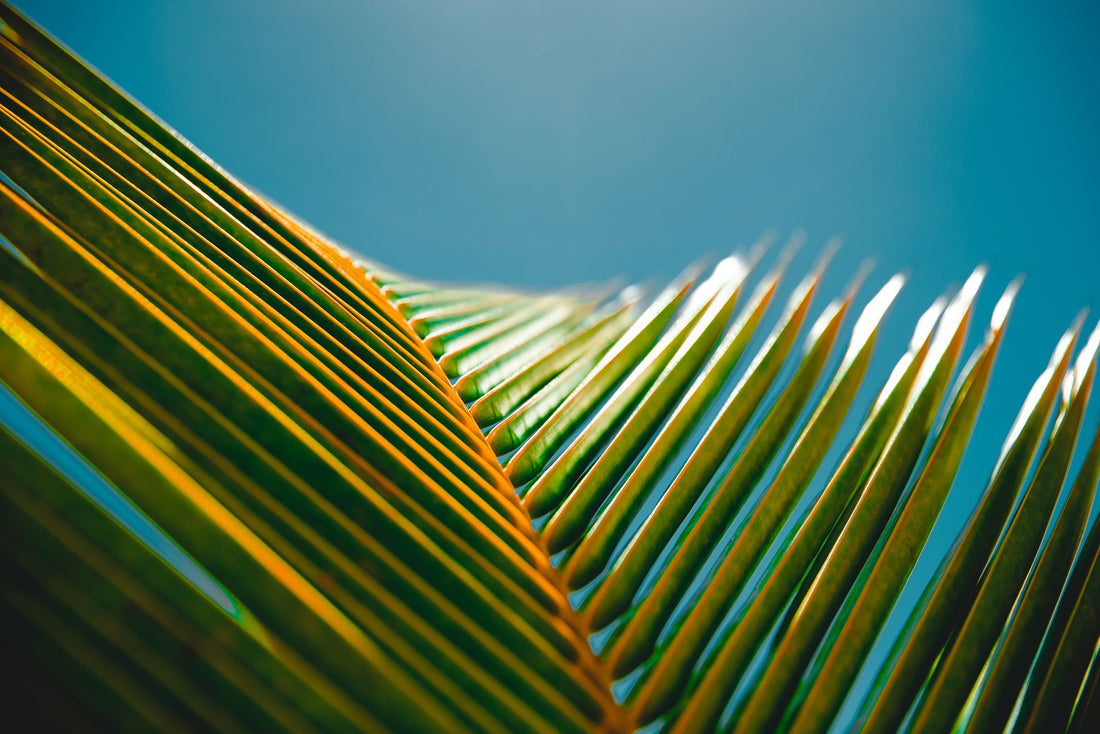Alpha-Linolenic Acid: another plant-based Omega-3