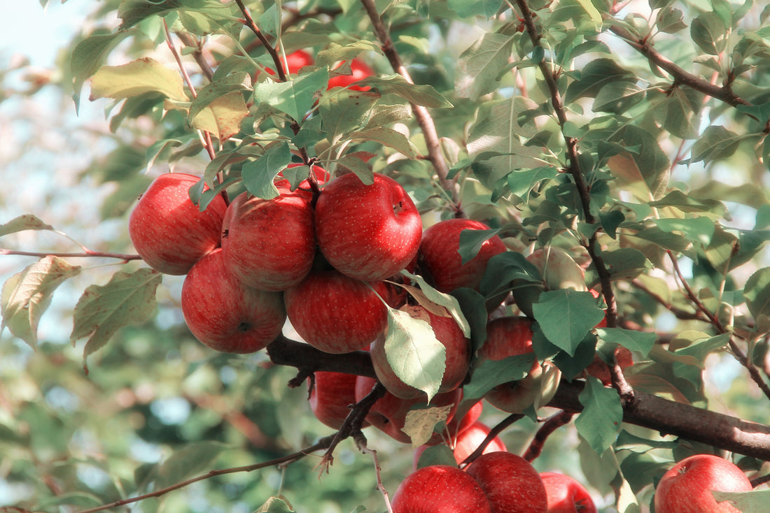 Apple Cider Vinegar for Digestion