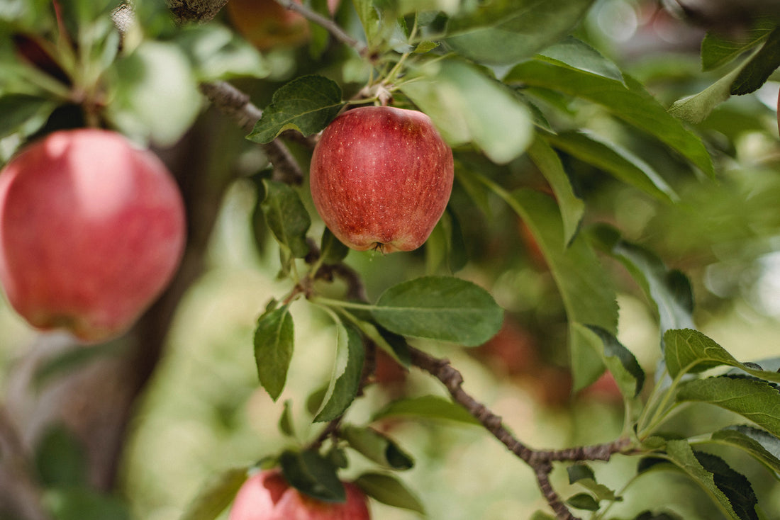 Apple Cider Vinegar for Sore Throats and Sinus Issues