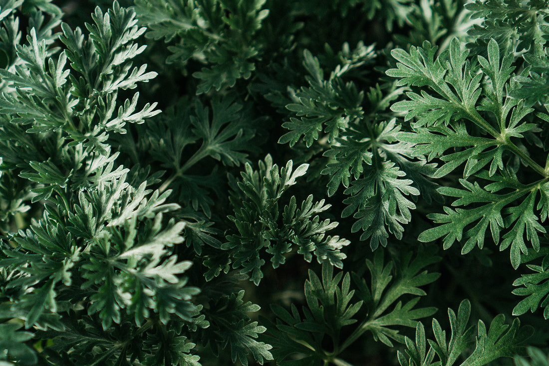 Artemisinin Vs Wormwood 