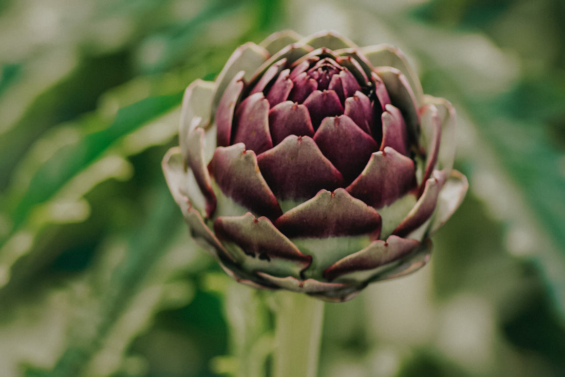 Artichoke and the benefits for Kidneys