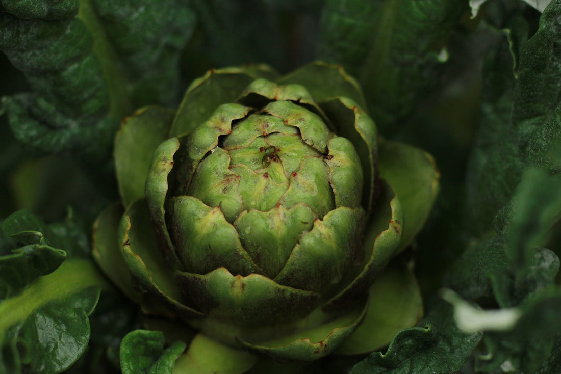 Artichoke for Antioxidant Benefits