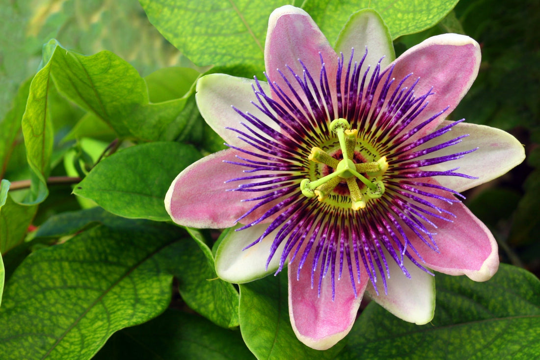 Passion Flower for Sleep: How This Calming Herb Can Help You Unwind Naturally