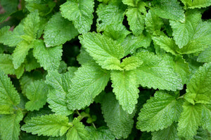 Lemon Balm Tea Benefits: Why Canadians Are Sipping This Calming Herbal Brew