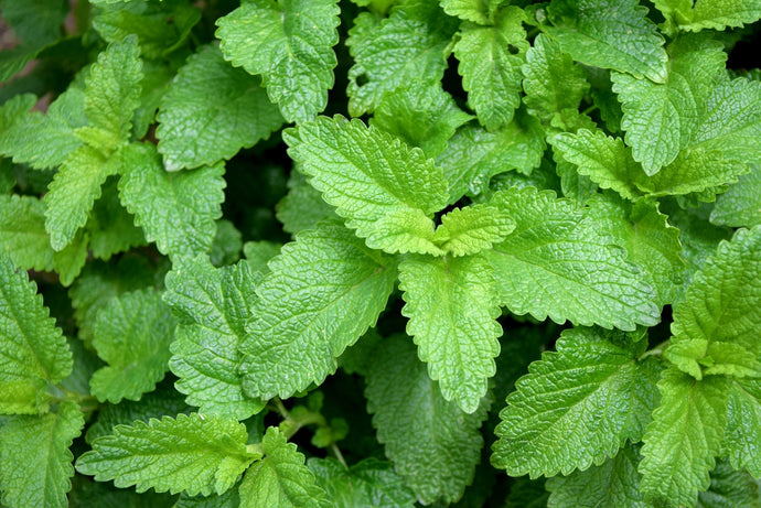 Lemon Balm Tea Benefits: Why Canadians Are Sipping This Calming Herbal Brew
