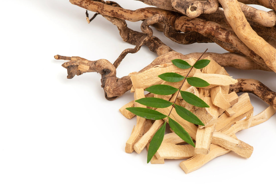 What Is Eurycoma Longifolia (Tongkat Ali)? Why Men and Women in Canada Are Talking About It