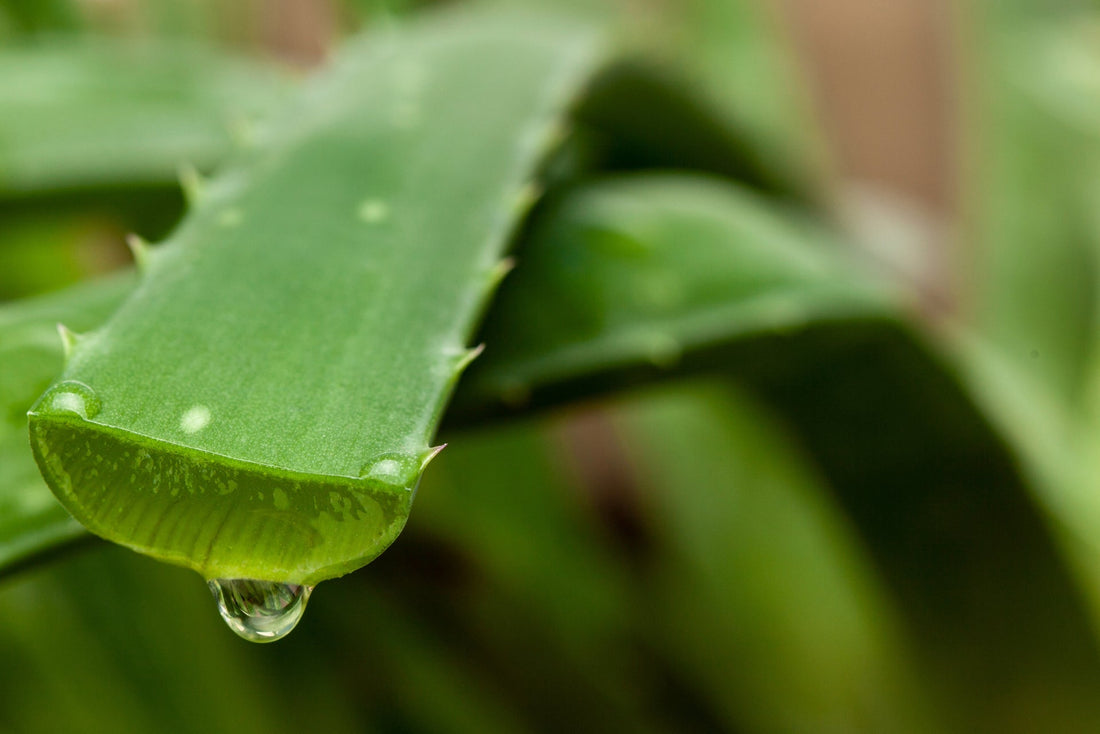 Does Aloe Vera Contain Hyaluronic Acid? What to Know About These Skin Hydrators