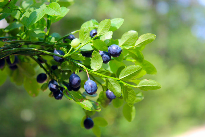 Natural Ingredient Spotlight: Bilberry