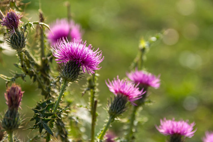 Thistle vs. Milk Thistle: Are They the Same Herb or Totally Different?