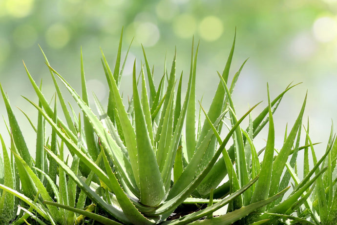 Aloe Vera Gel vs. Hyaluronic Acid: Which Hydrator Is Best for Your Skin?