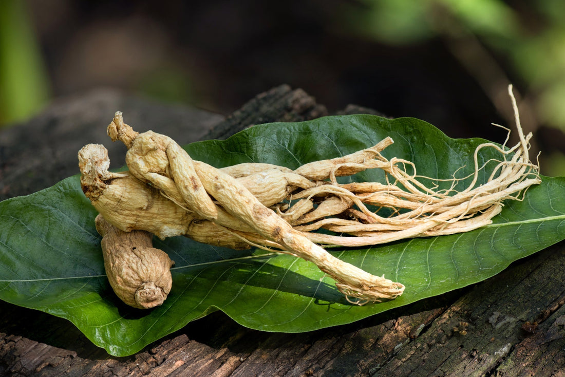 Panax Ginseng vs. Tongkat Ali: Which Herbal Powerhouse Is Right for You?