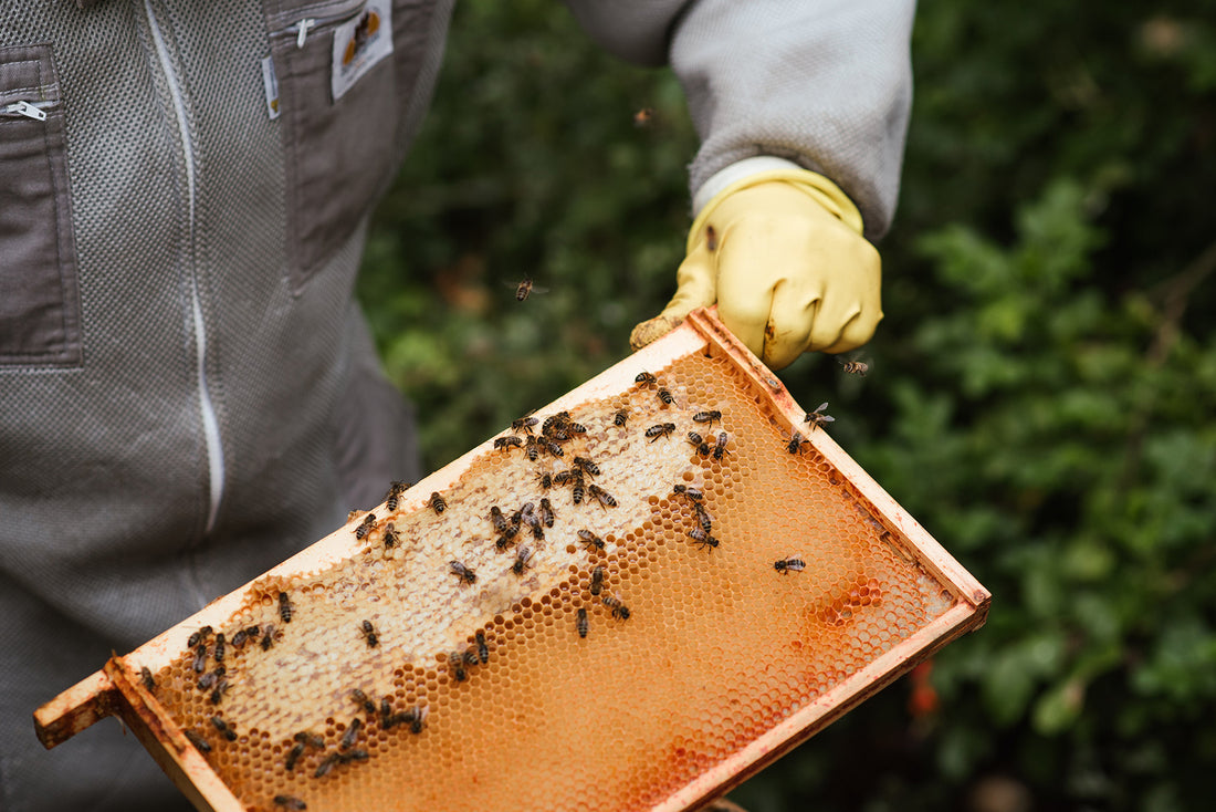 Bee Propolis as a Natural Antibiotic Alternative