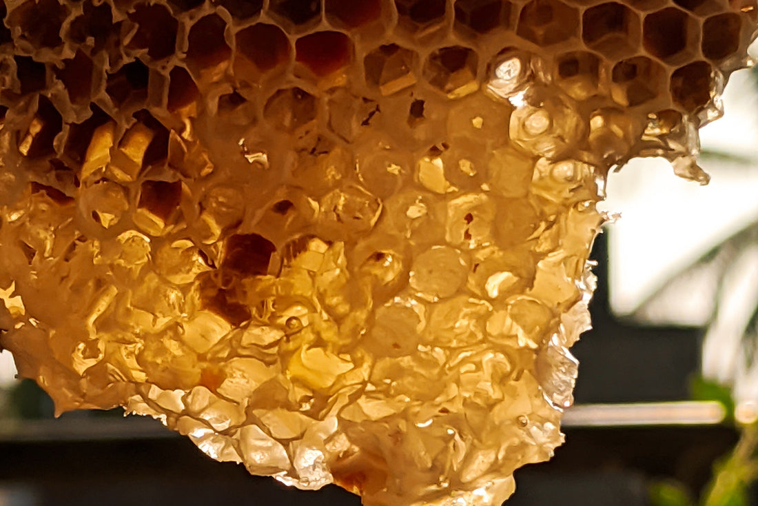 Bee Propolis for Gut Health and Digestion