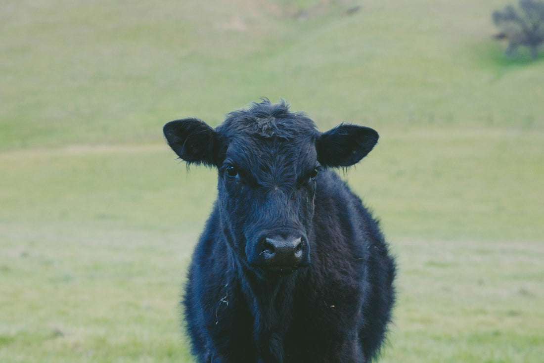 Beef Liver and its benefits