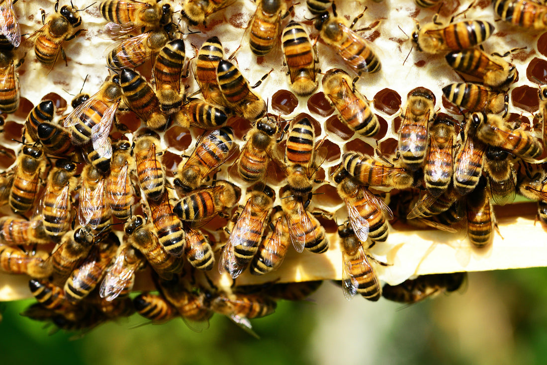 Benefits of Bee Propolis for Respiratory Health