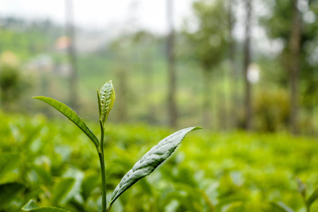 Benefits of Green tea