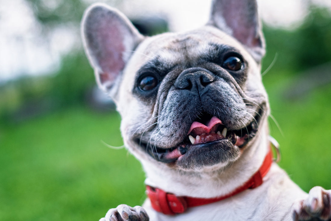 Benefits of Joint Supplements for Pets
