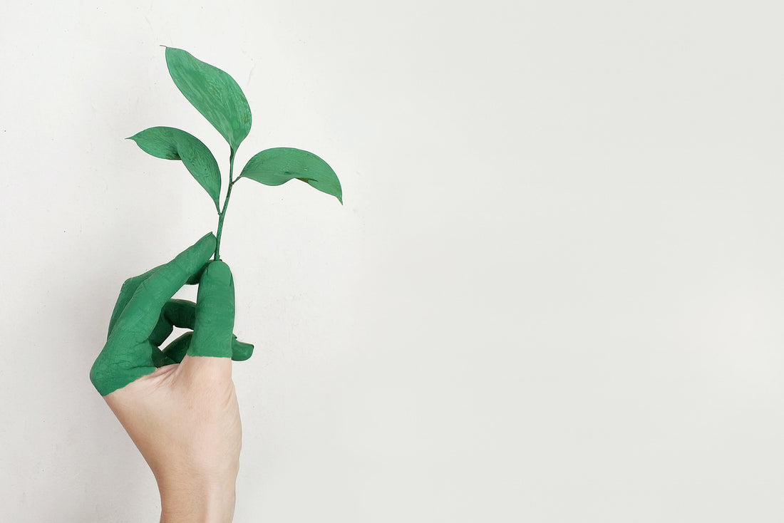 Vegan Omega-3 Supplements: Benefits of Plant-Based Nutrition