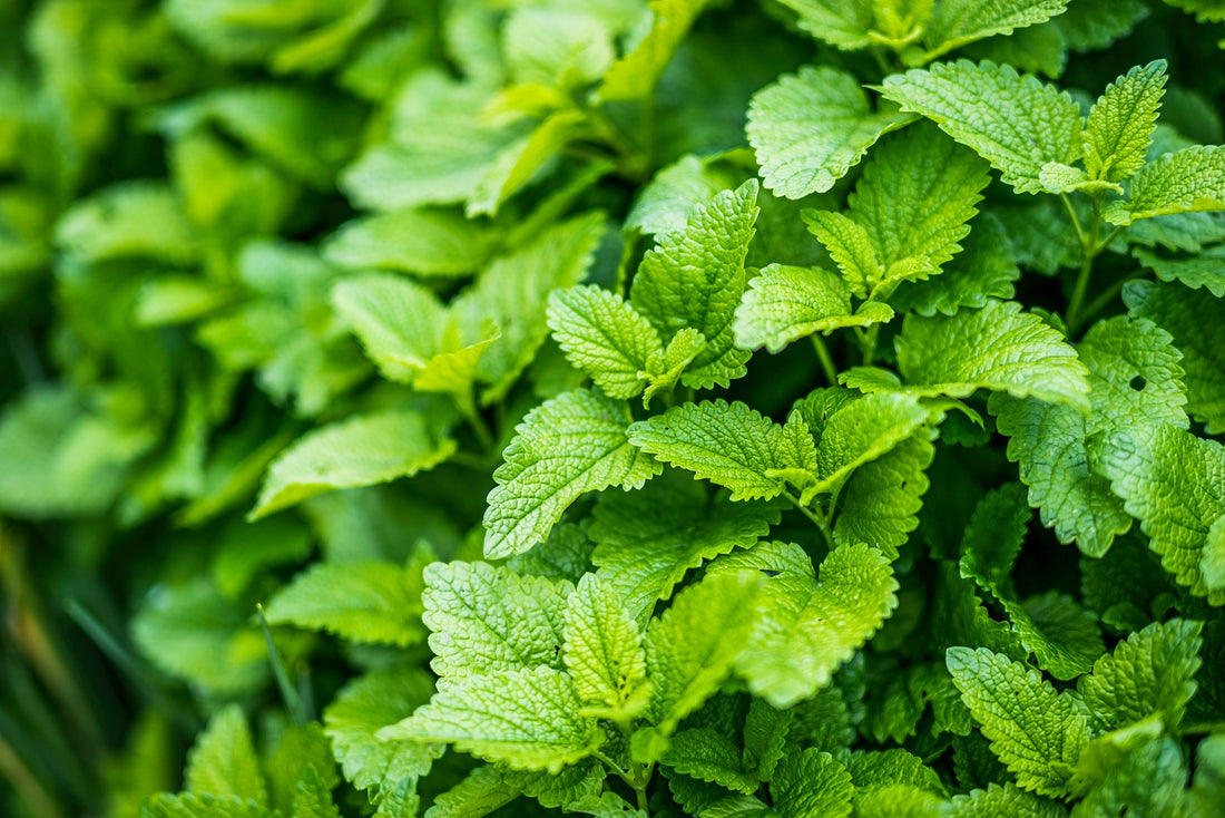 Benefits taking Lemon Balm with L-Theanine
