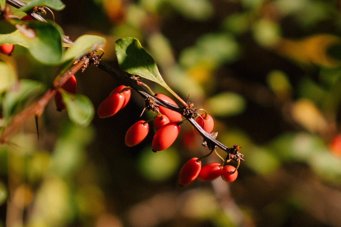 Berberine for high blood pressure