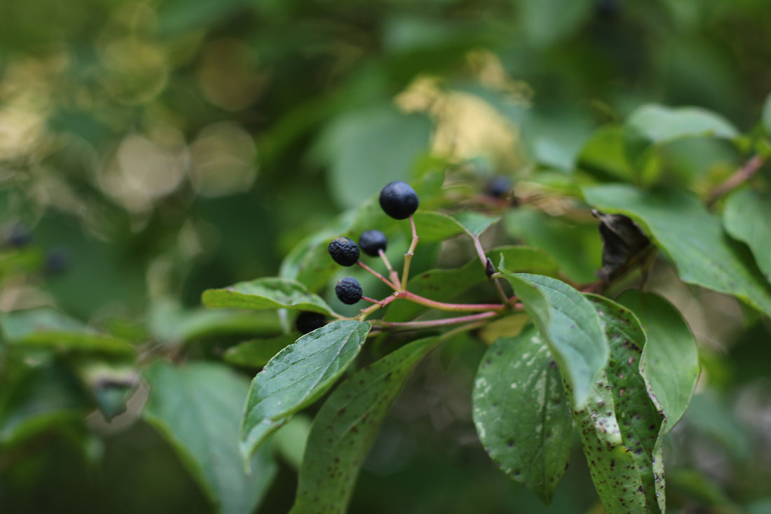 Bilberry Extract: A Powerful Aid for High Cholesterol Levels