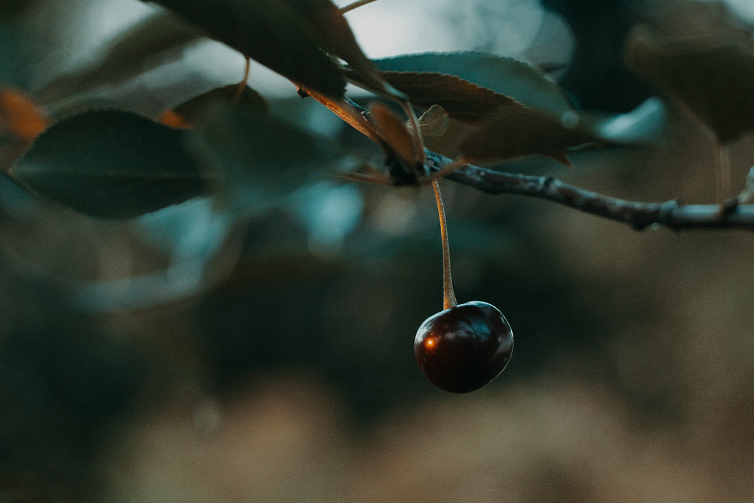 Black Cherry Supplements for Skin Health