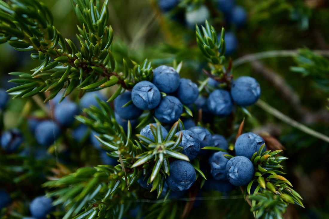 Blueberry and Lutein for Macular Degeneration