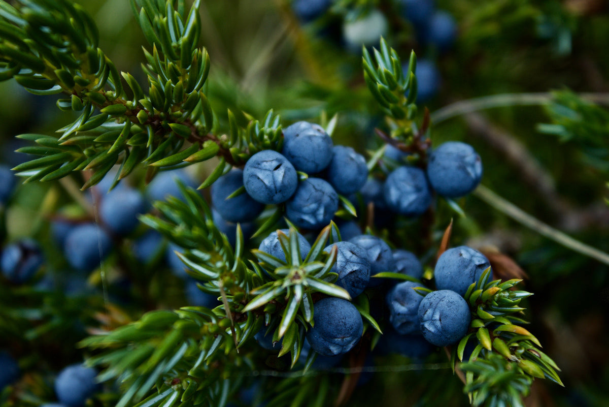 Blueberry and Lutein for Macular Degeneration Vitamins and