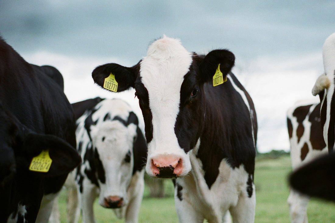 Bovine Collagen: Is it better?