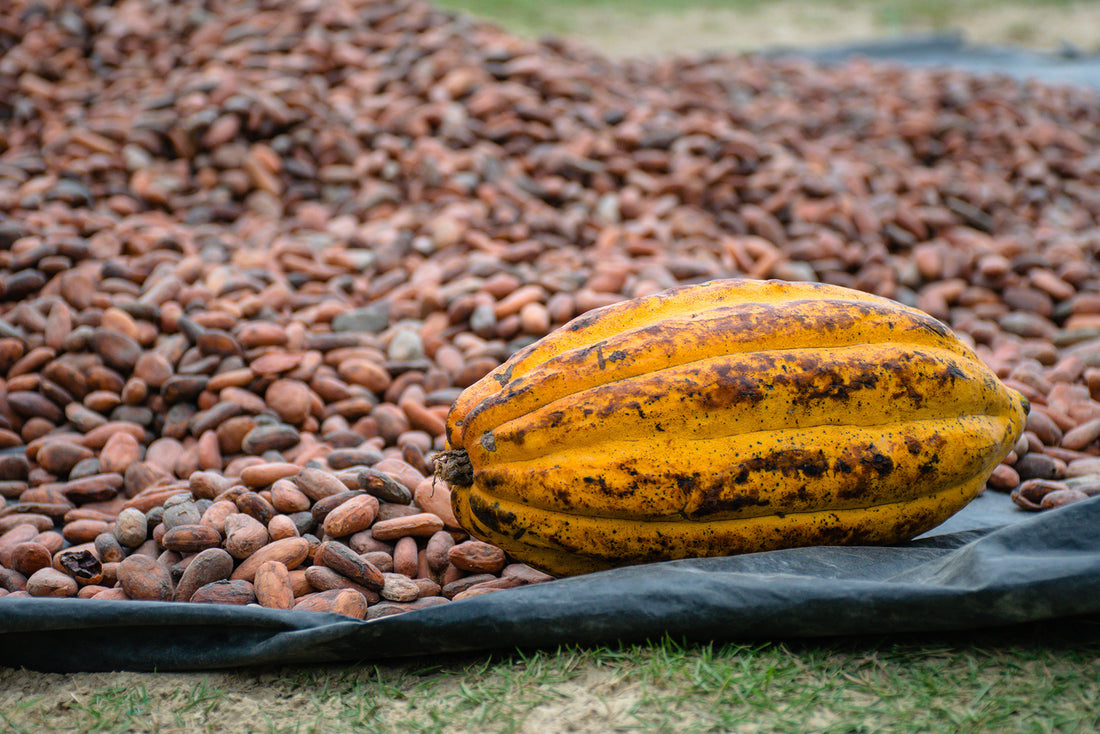 Cacao Powder for Weight Loss