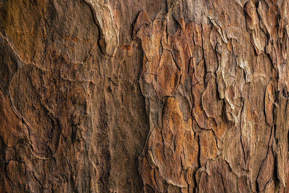 Cat's Claw Bark: What is it and its benefits