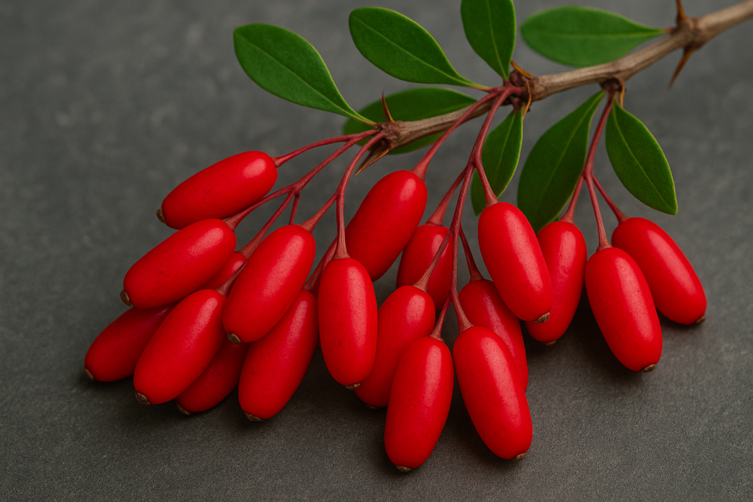 Berberine and Mucus in Stool: What You Should Know About This Gut Health Link