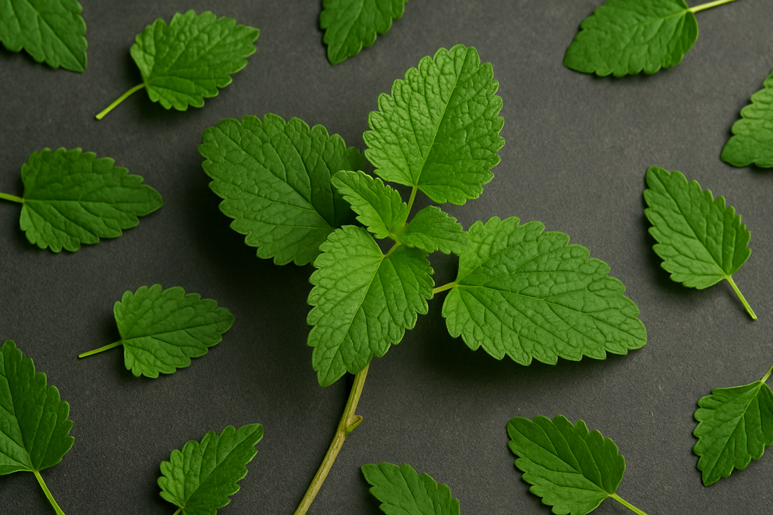 Lemon Balm and Hypothyroid: What You Should Know Before Using This Calming Herb