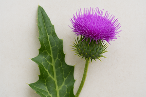 How Milk Thistle Supports Estrogen Balance Naturally