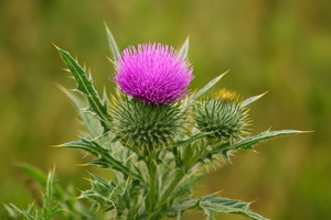 Bull Thistle