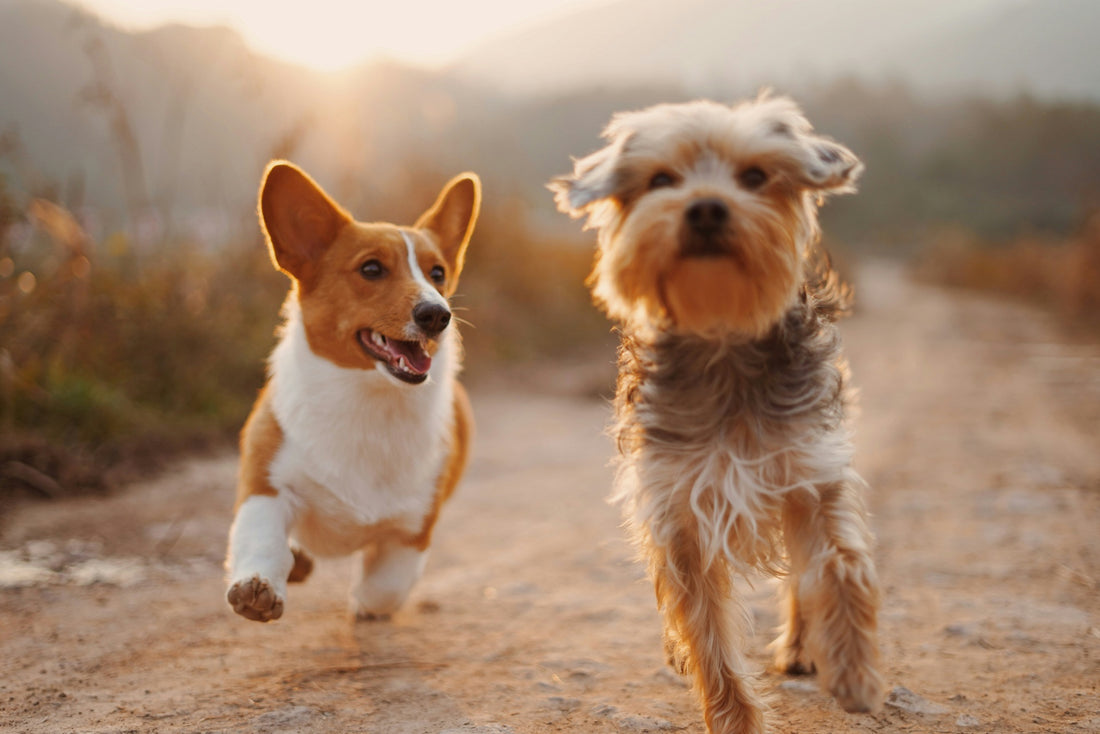 Collagen for Dogs