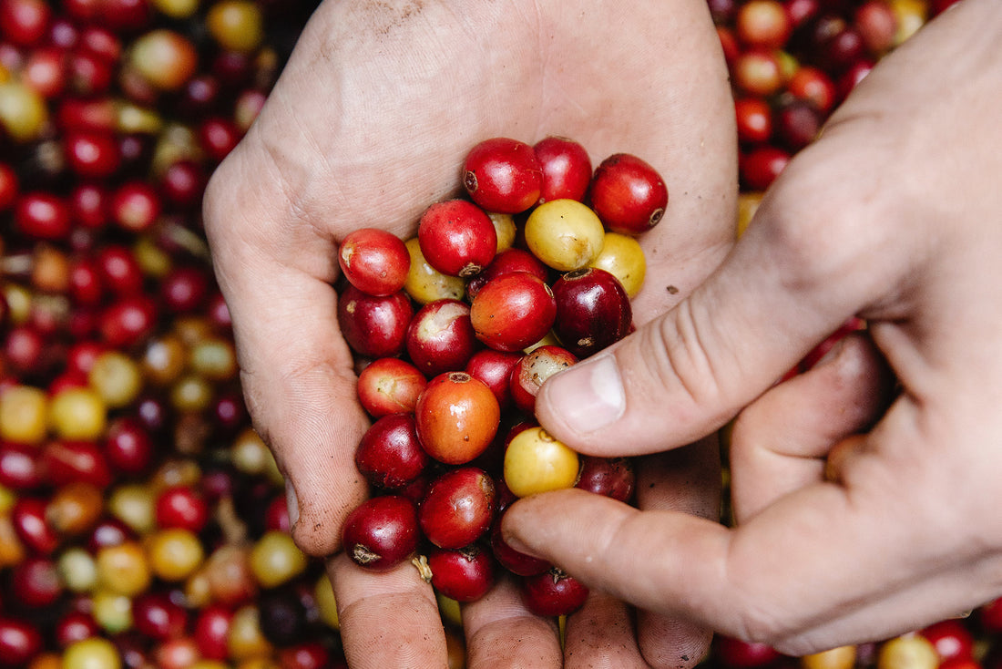 How Cranberry Can Help Improve Your Digestive Health