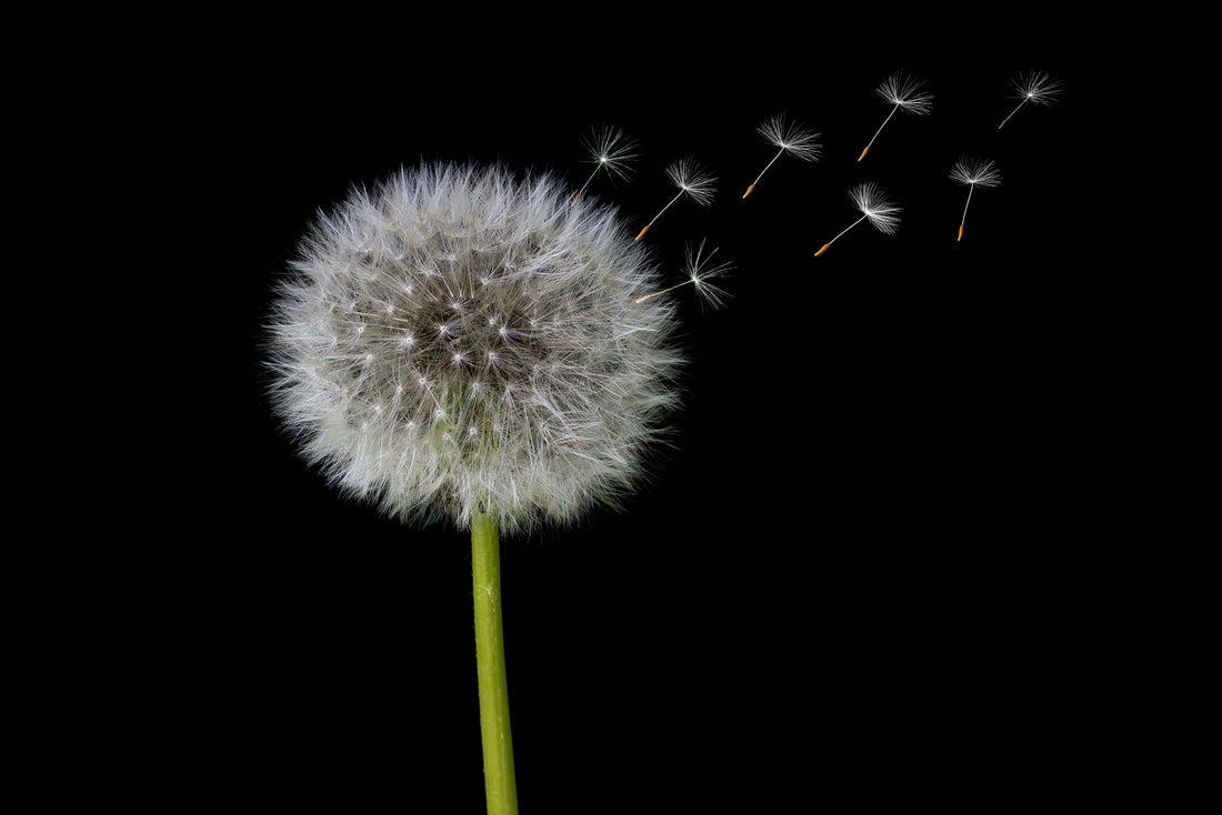 Dandelion Root: What is it and its benefits?