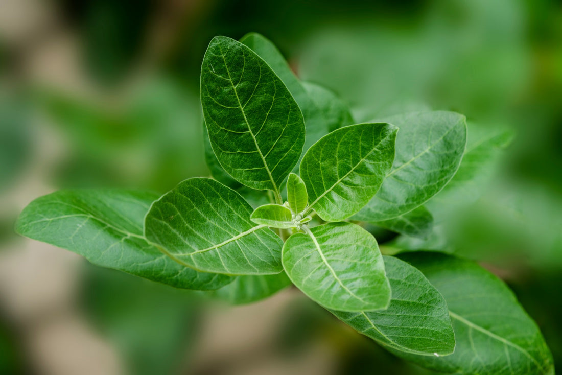 Does it work? Ashwagandha with Rhodiola