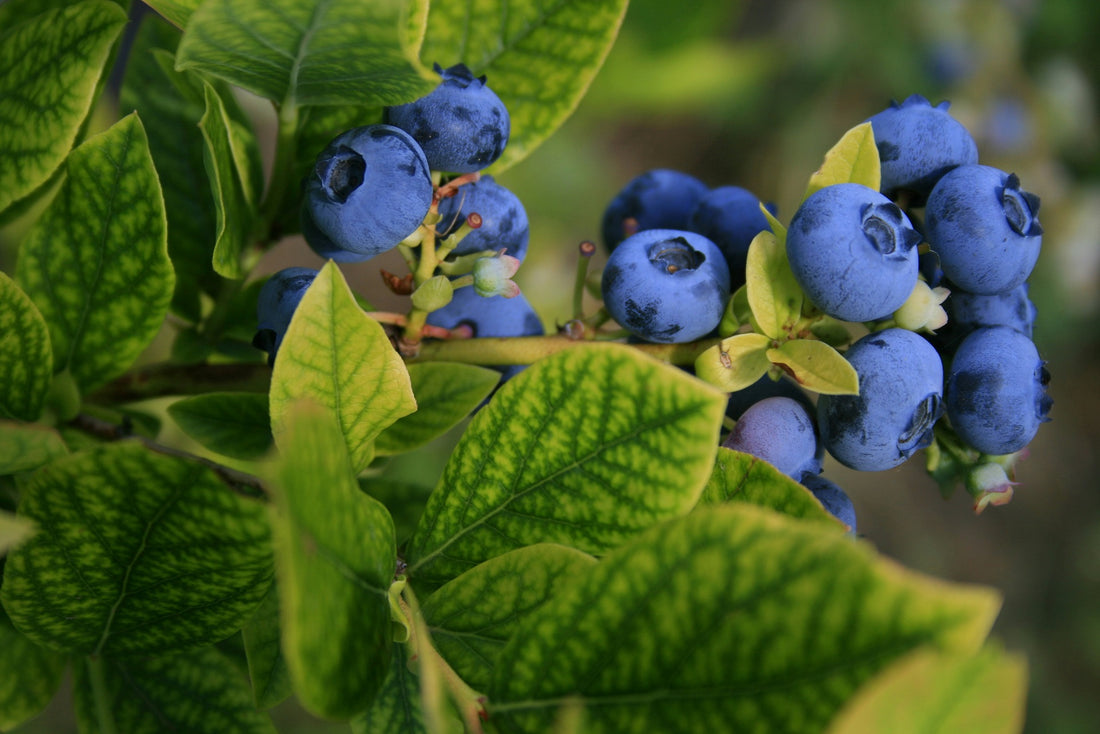 Does it work? Blueberry supplement for Eyes