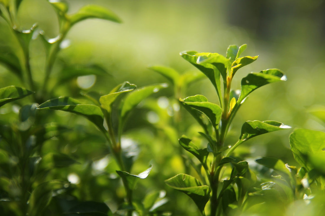 Does it work? Green tea for Liver Health