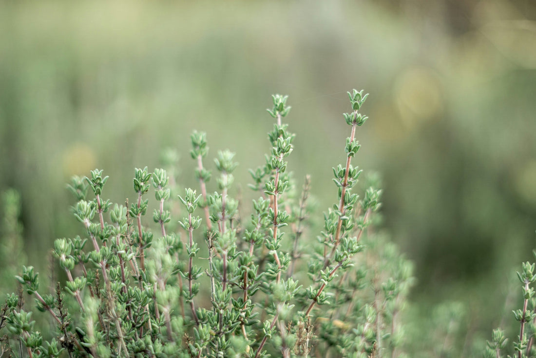 Does with work? Fenugreek with Thyme